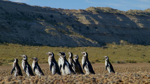 Patagonia Life On The Edge Of The World